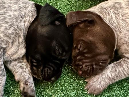 German Shorthaired Pointer for sale by SUMPOINT