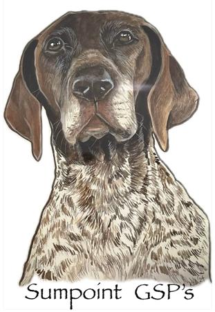 German Shorthaired Pointer for sale by SUMPOINT