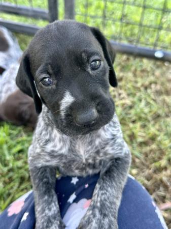 German Shorthaired Pointer for sale by SUMPOINT