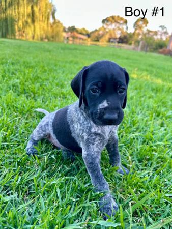 German Shorthaired Pointer for sale by SUMPOINT