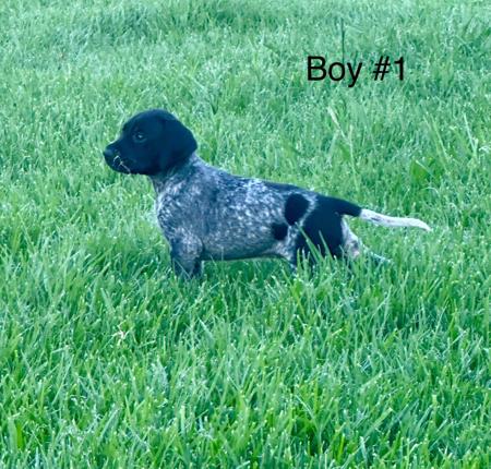 German Shorthaired Pointer for sale by SUMPOINT