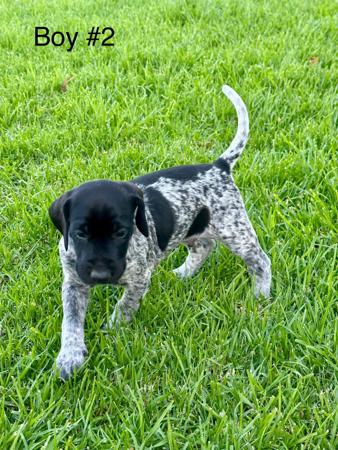 German Shorthaired Pointer for sale by SUMPOINT
