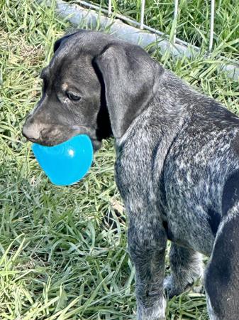 German Shorthaired Pointer for sale by SUMPOINT