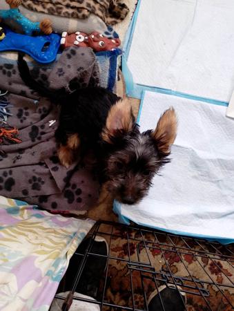 Australian Silky Terrier puppy for sale by CHRISTINEWOOD