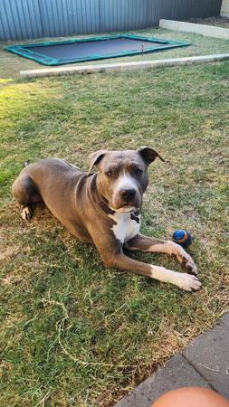 American Staffordshire Terrier puppy for sale by LBLASKOVIC