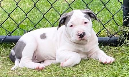 American Staffordshire Terrier puppy for sale by LBLASKOVIC