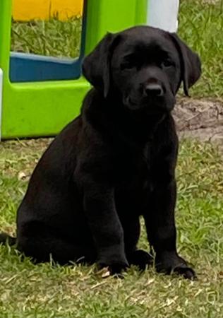 Labrador Retriever puppy for sale by LBLASKOVIC