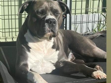 American Staffordshire Terrier for sale by VANITYFURBLU