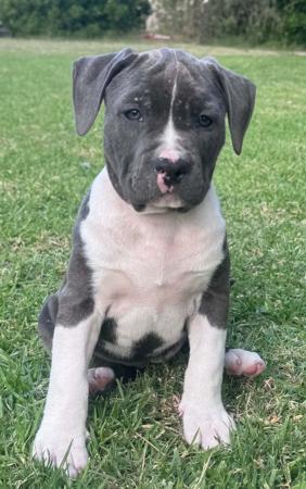 American Staffordshire Terrier for sale by VANITYFURBLU