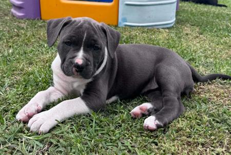 American Staffordshire Terrier for sale by VANITYFURBLU