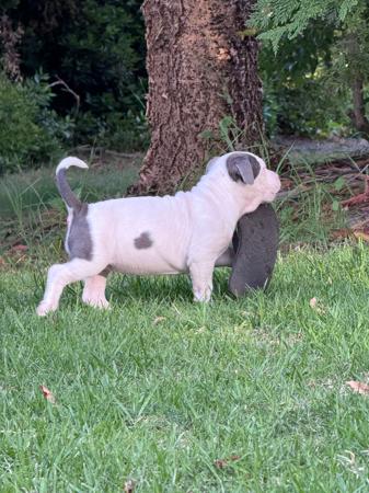 American Staffordshire Terrier for sale by VANITYFURBLU