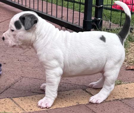 American Staffordshire Terrier for sale by VANITYFURBLU