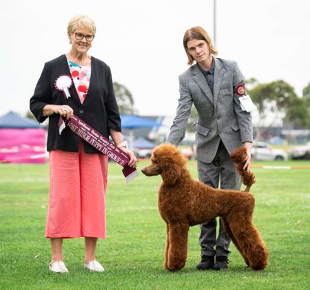 Poodle (Standard) for sale by MYDRM