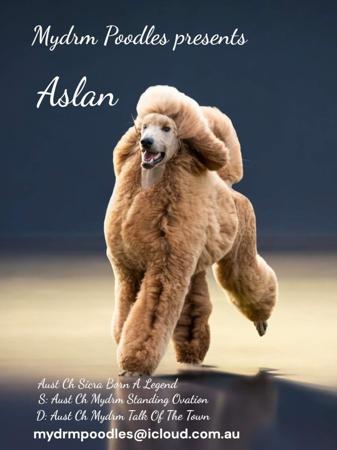 Poodle (Standard) for sale by MYDRM