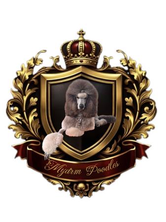 Poodle (Standard) for sale by MYDRM