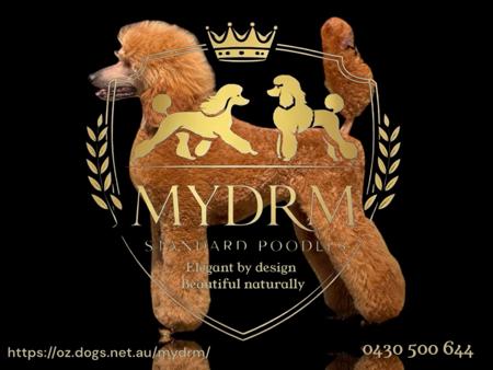 Poodle (Standard) for sale by MYDRM