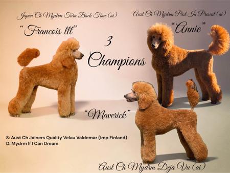 Poodle (Standard) for sale by MYDRM