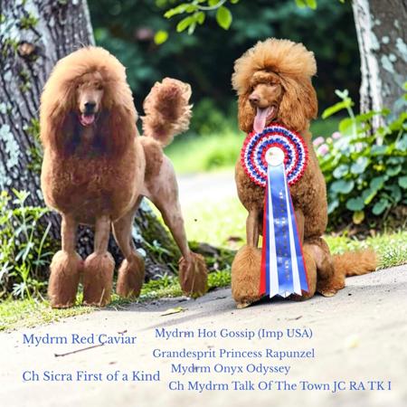 Poodle (Standard) puppy for sale by MYDRM