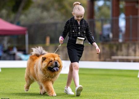 Chow Chow for sale by MOONCHOW