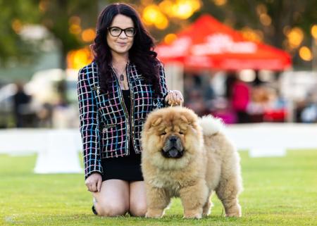 Chow Chow for sale by MOONCHOW