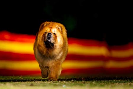 Chow Chow for sale by MOONCHOW