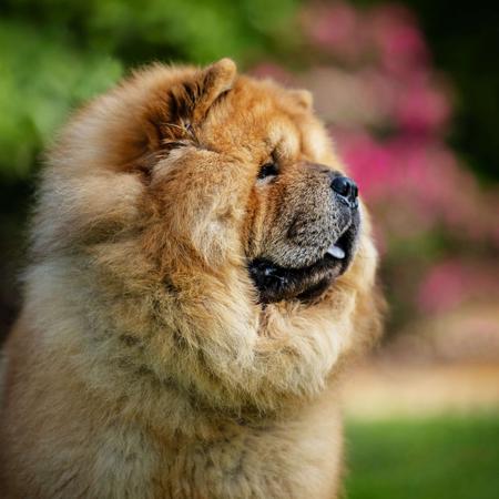 Chow Chow for sale by MOONCHOW