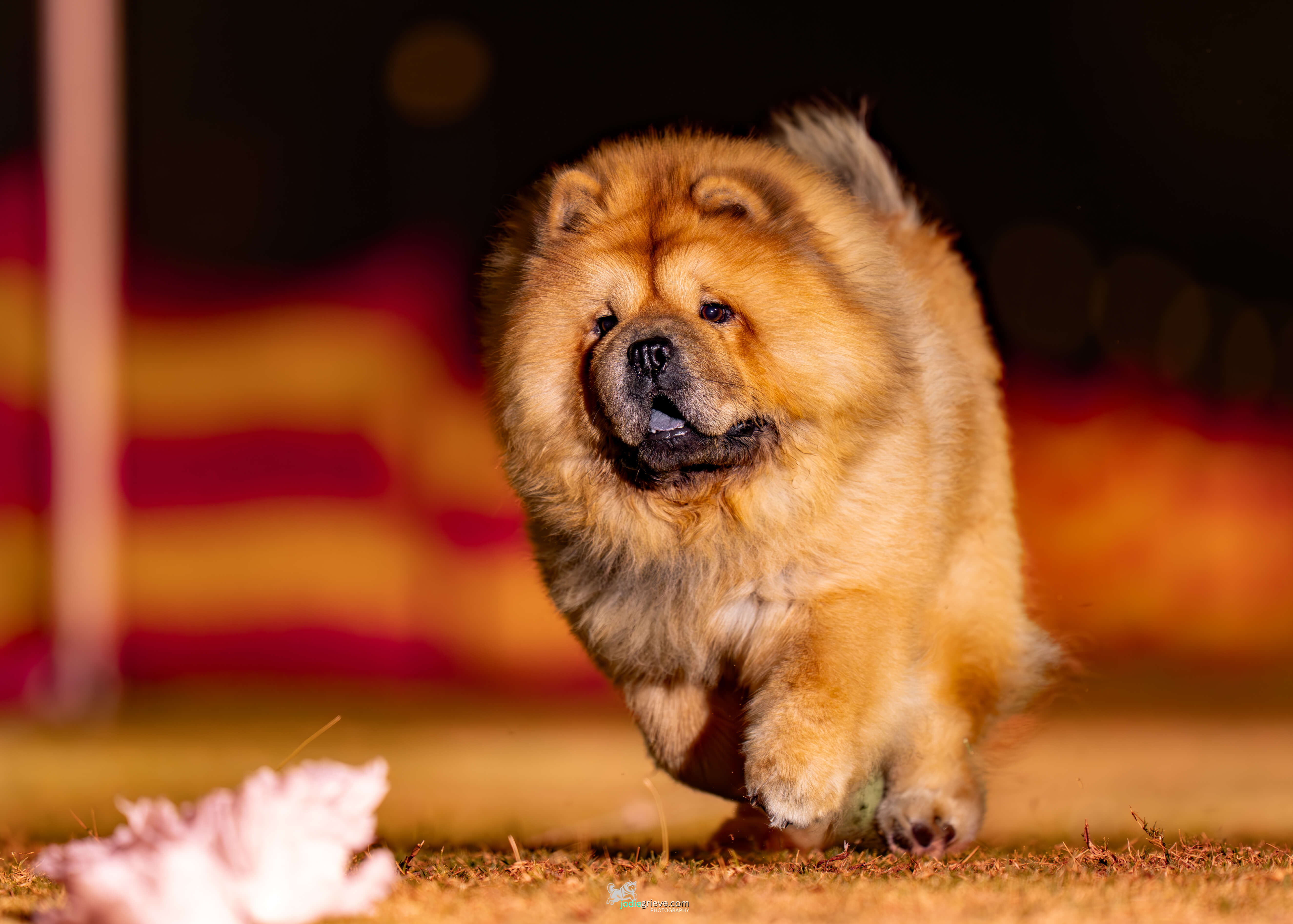 Aust Ch Sherae Red Moon Spirit Dragon ai Chow Chow Owned By N Rhodes Aust Ch Sherae Red Moon Spirit Dragon ai Chow Chow Owned By N Rhodes