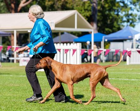 Aust Ch Neut Ch Riginal Pirate Smile Rhodesian Ridgeback
