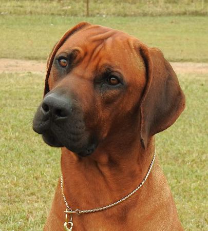 Aust Ch Riginal Hurricane Rhodesian Ridgeback