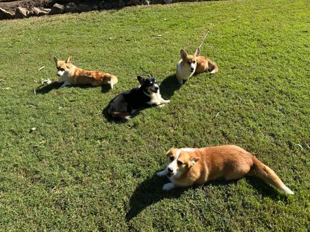 Welsh Corgi (Pembroke) for sale by DONNAREE