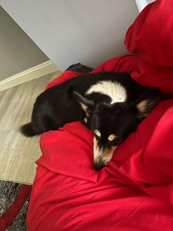 Welsh Corgi (Pembroke) for sale by NESBO