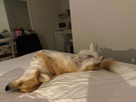 Welsh Corgi (Pembroke) for sale by NESBO