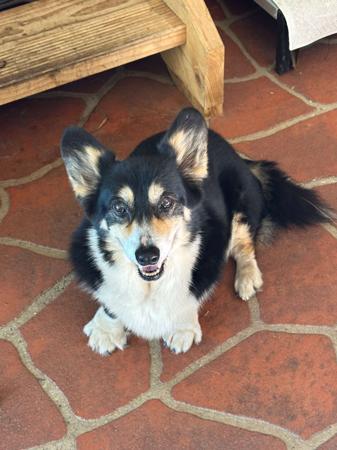 Welsh Corgi (Pembroke) for sale by NESBO