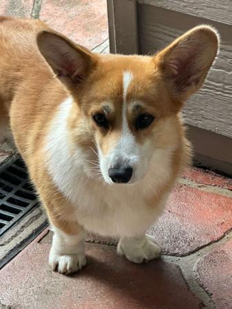 Welsh Corgi (Pembroke) for sale by NESBO