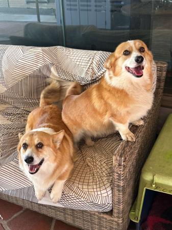 Welsh Corgi (Pembroke) for sale by NESBO
