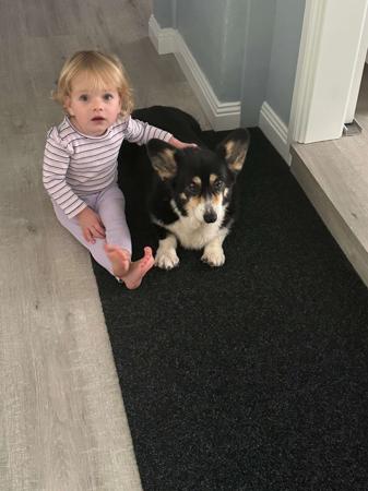 Welsh Corgi (Pembroke) for sale by NESBO