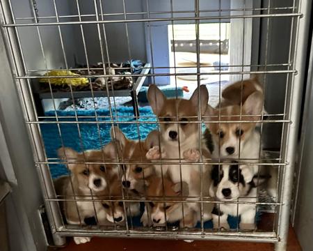 Welsh Corgi (Pembroke) puppy for sale by DONNAREE