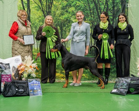 Aust Ch Coppertop Perfect Encounter Dobermann