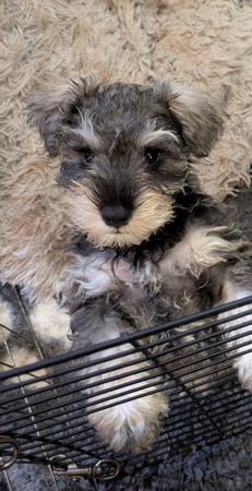Schnauzer (Miniature) puppy for sale by NERINGA