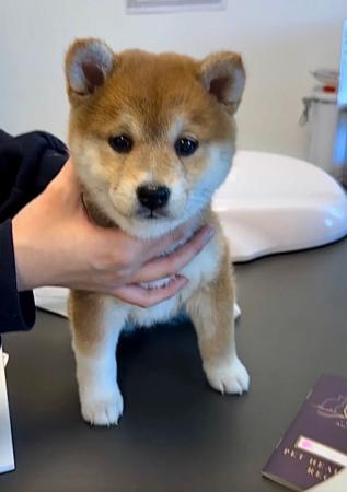Shiba Inu puppy for sale by AKAKUMO