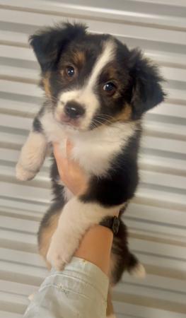 Miniature American Shepherd puppy for sale by AKAKUMO