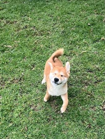 Shiba Inu puppy for sale by AKAKUMO