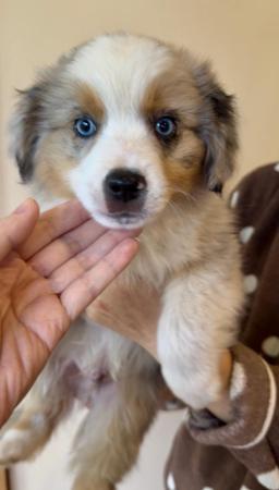 Miniature American Shepherd puppy for sale by AKAKUMO