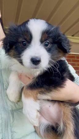 Miniature American Shepherd puppy for sale by AKAKUMO