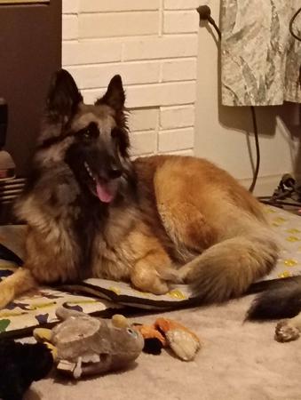 Belgian Shepherd Dog (Tervueren) puppy for sale by RADNOR