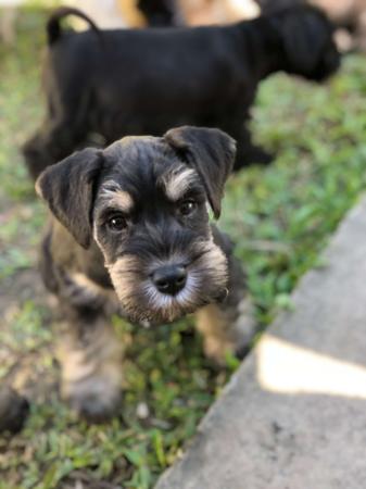 Schnauzer (Miniature) puppy for sale by EVADOUC