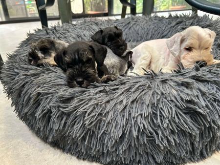 Schnauzer (Miniature) puppy for sale by EVADOUC
