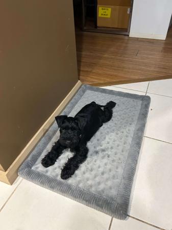 Schnauzer (Miniature) puppy for sale by EVADOUC