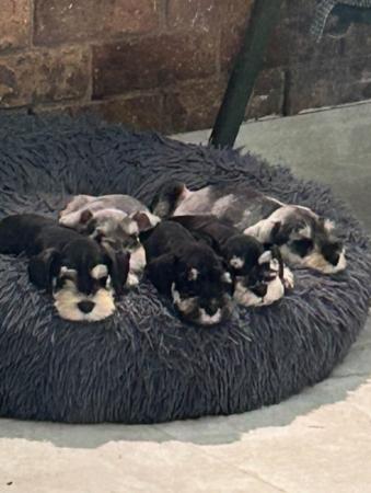 Schnauzer (Miniature) puppy for sale by EVADOUC