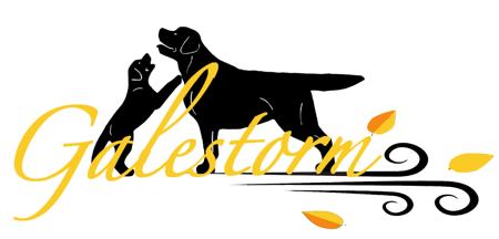 Labrador Retriever for sale by GALESTORM